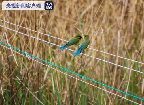 “中国最美丽的鸟”栗喉蜂虎飞临云南剑湖湿地(图)