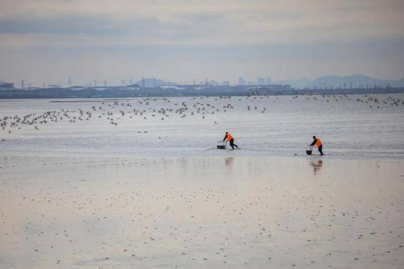 图说滨海湾  东莞“清海人”，守护美丽滨海湾