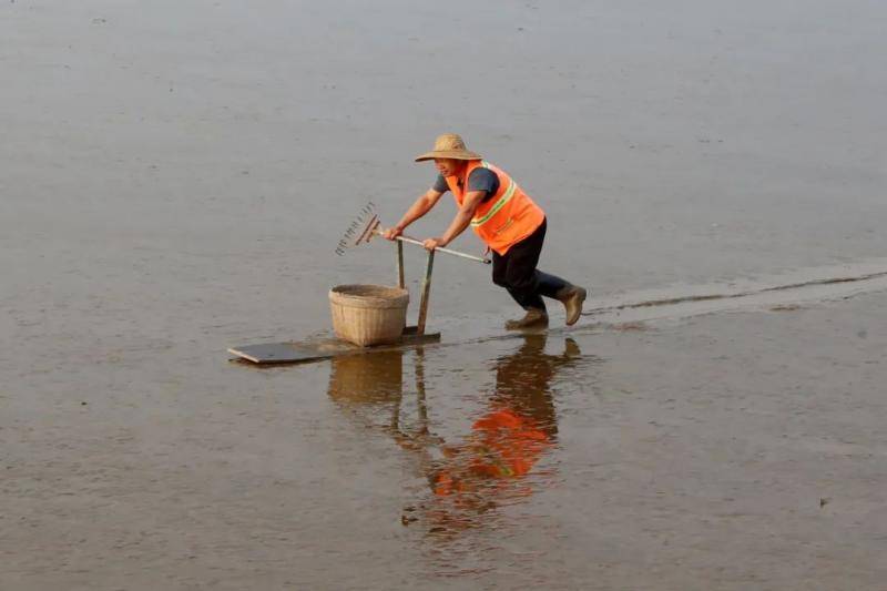 图说滨海湾  东莞“清海人”，守护美丽滨海湾