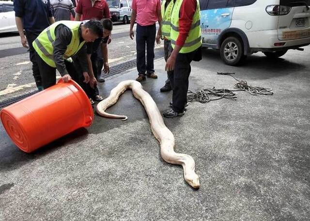 台湾苗栗县头屋乡民众在草丛内发现3米长黄金蟒原以为是死蛇