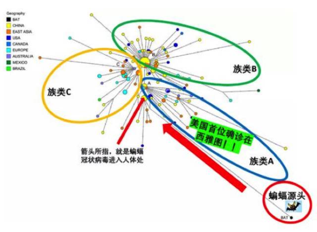 新冠病毒到底来自哪里？多国研究均指出并非中国传入