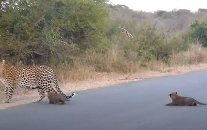 南非克留格尔国家公园花豹宝宝过马路时忽然趴下不动豹妈妈赶紧回头引导