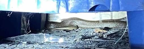 吓人！东莞一加油站惊现1.5米长眼镜蛇！蛇出没季节来了