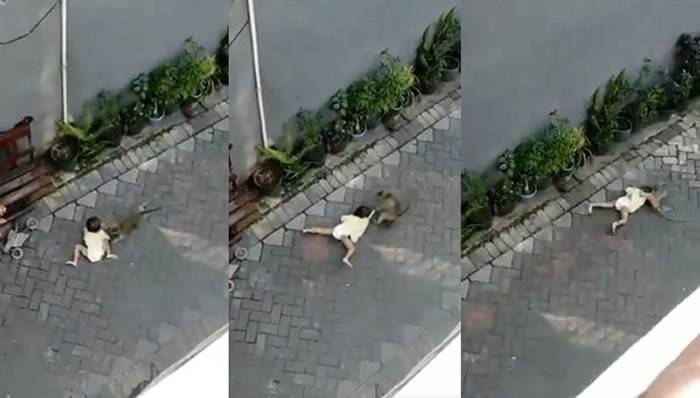 印尼泗水一只猴子骑车逃亡后冲到附近街道掳走路边小女孩
