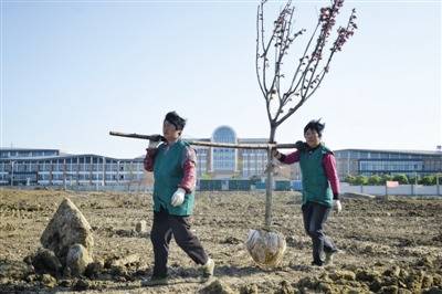 2016年4月19日，常州外国语学校对面空地上，园林工人正在种树。因多名学生体检指标异常，家长认为此处即为污染源。新京报记者王嘉宁摄