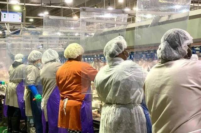 ▲泰森食品提供给媒体的图片显示，在其位于乔治亚州卡米拉的禽类加工厂内，工人们之间隔有塑料挡板。图据美联社