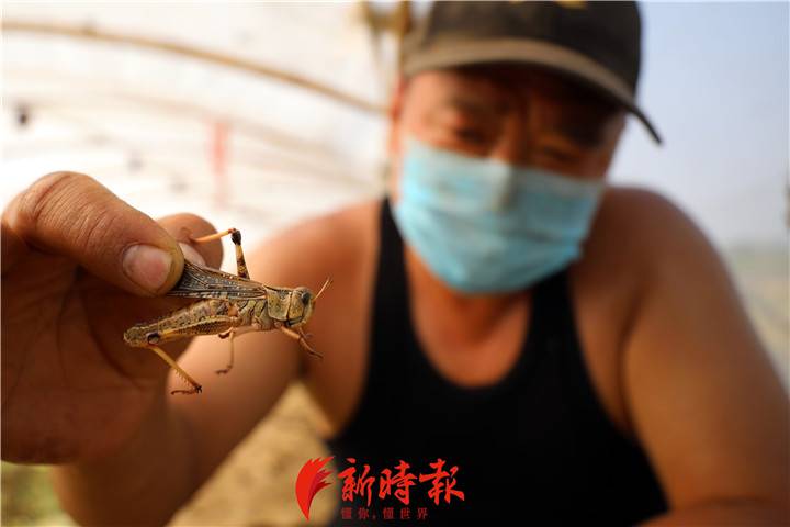  50岁的村民陈善亮饲养了350多万只“东亚飞蝗”。本文图片新时报