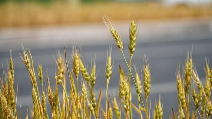 绿化带也能种小麦？为防地面裸露扬沙 观赏植物不能食用