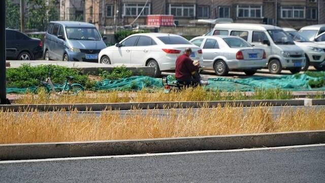 绿化带也能种小麦？为防地面裸露扬沙 观赏植物不能食用