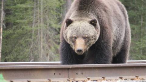 ▲班夫国家公园被称为“裂唇”的熊（图源：加拿大广播电视台）