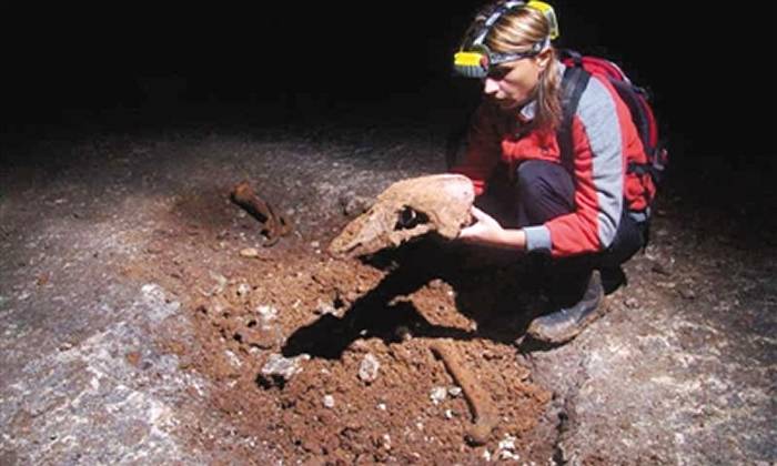 研究人员考古发现的洞熊头骨比现有棕熊头骨大很多图片来源：《科学进展》网站