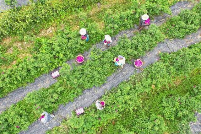 吴兴：玫瑰花开致富路