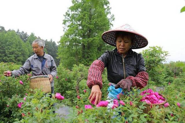 吴兴：玫瑰花开致富路