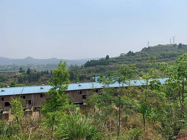 南充蜀典黑山羊基地。澎湃新闻记者庄岸摄