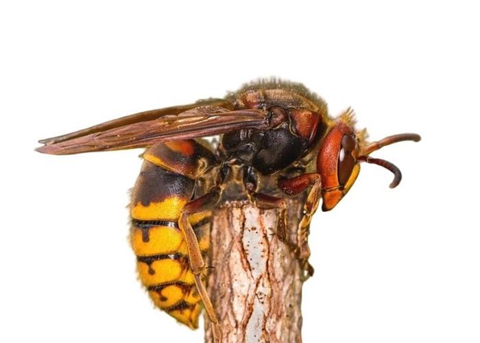 “杀人蜂”大虎头蜂一分钟螫死老鼠毒刺可持续播毒