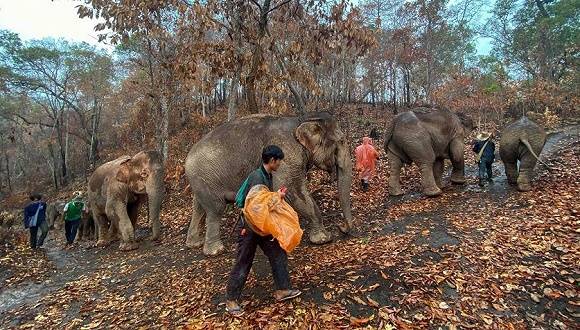 图片来源：保护大象基金会