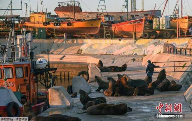 当地时间4月16日，由于新冠疫情期间实施封锁措施，阿根廷马尔德普拉塔港的街道上出现一群海狮。图为日出时分马尔德普拉塔港的海狮。