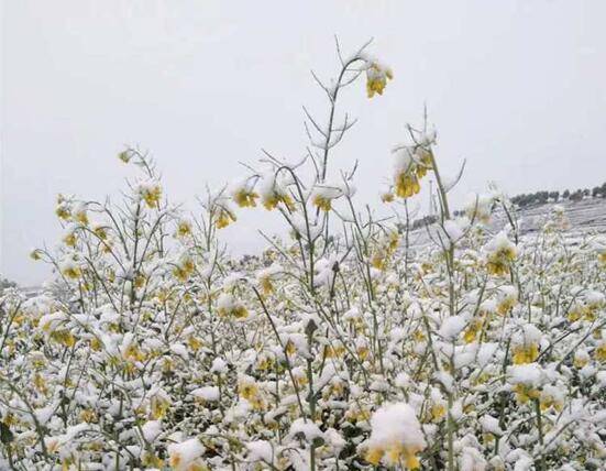 秦岭太白山、平凉崆峒山……多地今天下雪，南方网友：在？借点雪降降温