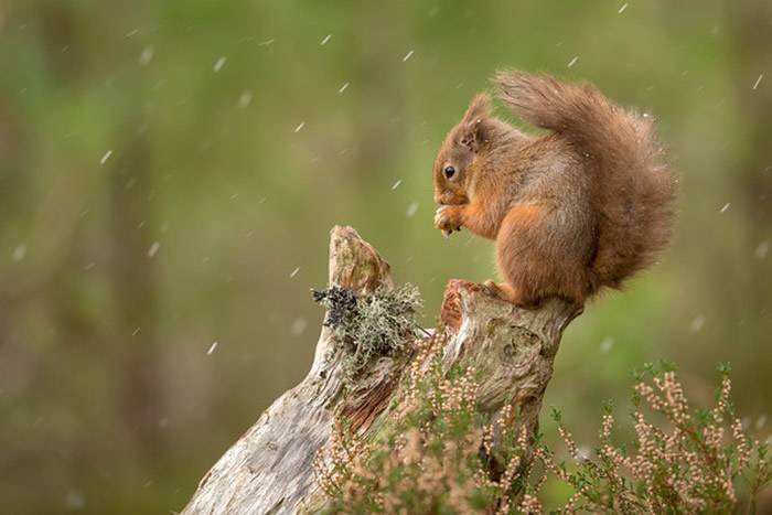 一般红松鼠。（图／翻摄自Facebook／Saving Scotland`s Red Squirrels）