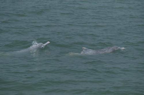 100多头中华白海豚出没广东湛江海域 有只粉色老海豚