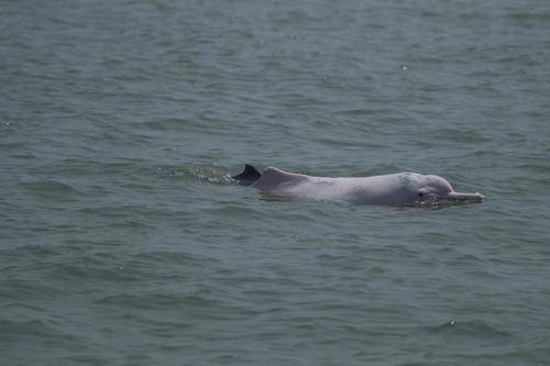 100多头中华白海豚出没广东湛江海域 有只粉色老海豚