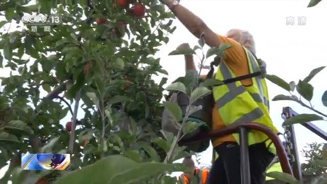 疫情影响英国农业劳工短缺 水果采摘工成较大缺口