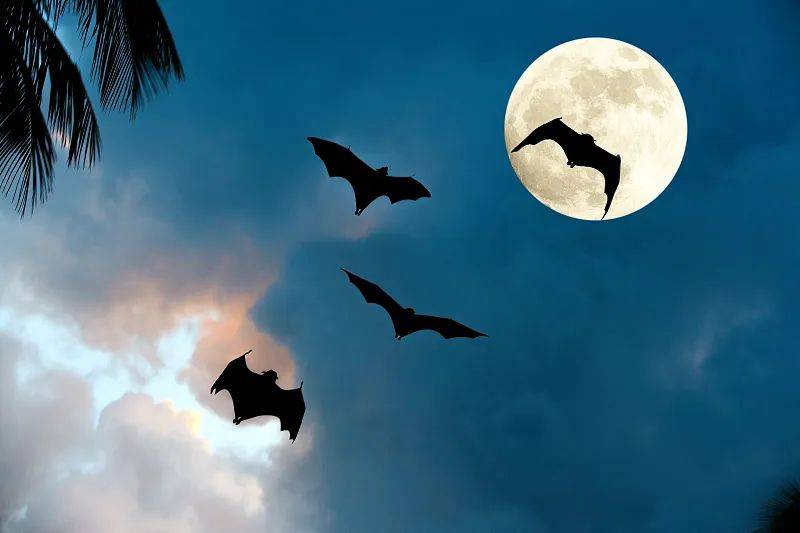 为什么这么多疾病来自蝙蝠？