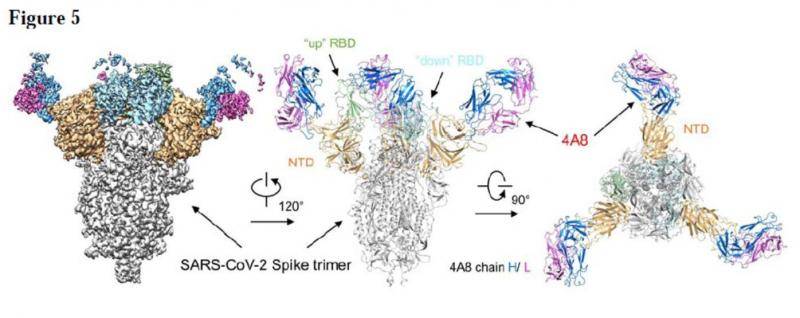 陈薇、西湖大学研究新冠中和抗体，或可有效避免病毒逃逸突变