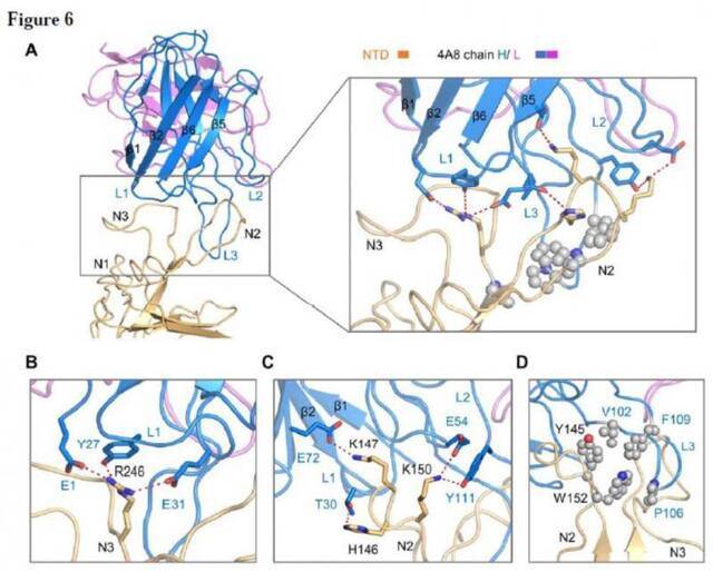 陈薇、西湖大学研究新冠中和抗体，或可有效避免病毒逃逸突变