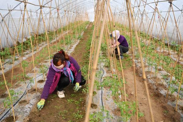 农村女性在大棚内进行田间管理。新华社资料