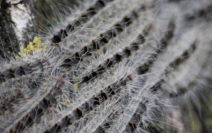英国村庄有毒毛虫“栎列队蛾”大量繁殖一碰到就皮肤红肿、气喘