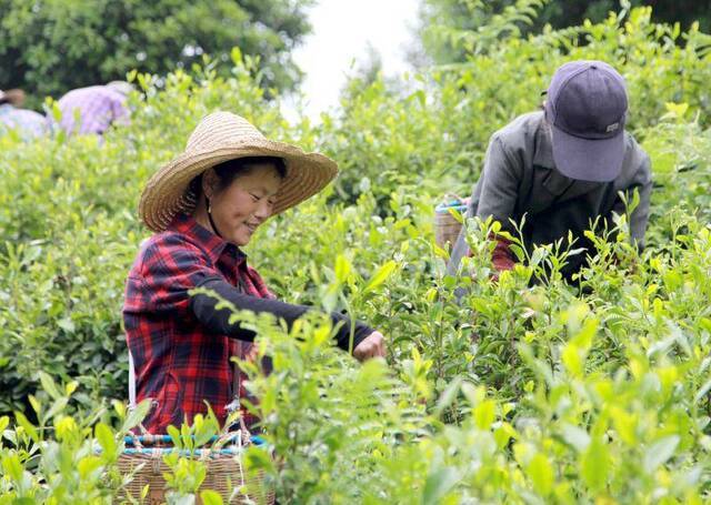 小小茶叶获欧洲万余斤订单 有机茶园改变荒山