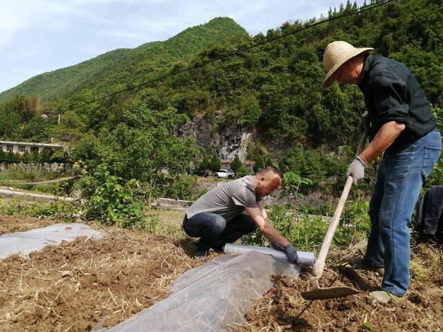 暮春五月贫困户农活忙 扶贫干部下田协助农业生产