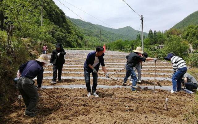 暮春五月贫困户农活忙 扶贫干部下田协助农业生产