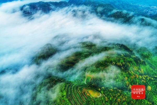 镜头丨绿水青山育好茶 富裕一方百姓