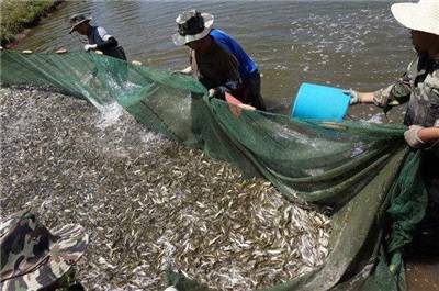 今年1600万尾裸鲤鱼苗游入青海湖