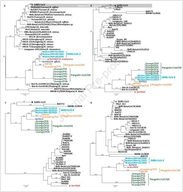 系统发育树：A全长基因组；B、S基因；C、RBD；D、RdRp（RNA依赖的RNA聚合酶