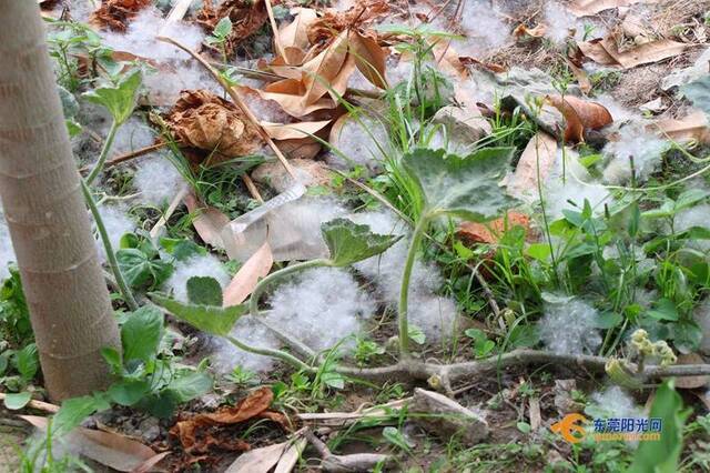 街头“五月飘雪”很浪漫？医生提醒：这类人群要注意！