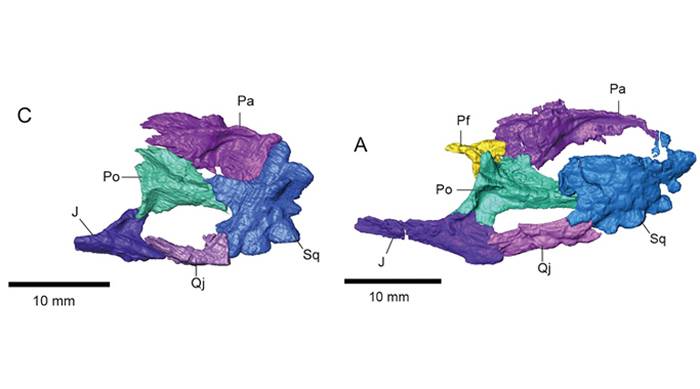 侏儒黑山龙（Heishanosaurus pygmaeus）（左图）和侏罗青龙（Coeruleodraco jurassicus）（右图）的颞区骨骼侧面观（董丽