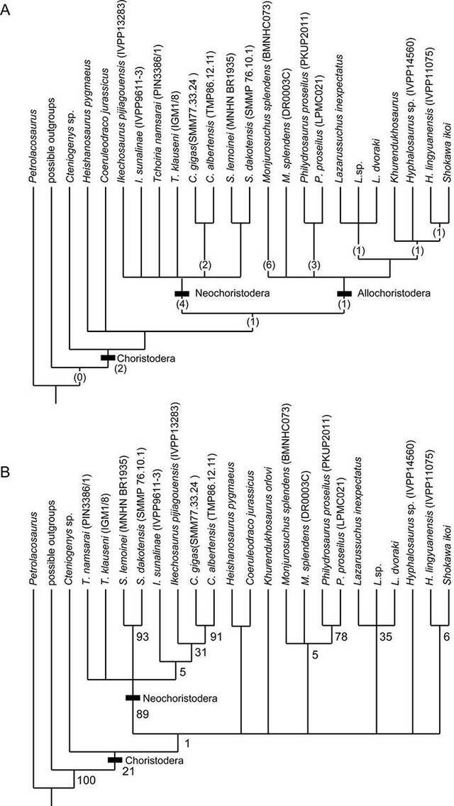 侏儒黑山龙（Heishanosaurus pygmaeus）的系统位置（董丽萍供图）