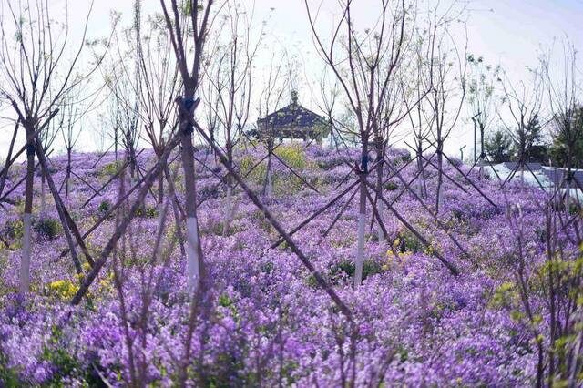 松林公园“大修”后重开，石景山今年还将开建23处绿地