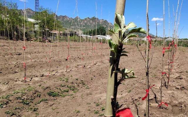 密云苹果种植迭代 人均管理面积至少增长11.5倍