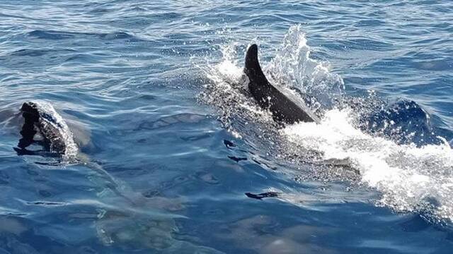 泰国攀牙府西米兰群岛附近发现约50条宽吻海豚
