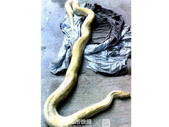从天而降3米蟒蛇:饲养者涉非法收购濒危野生动物被诉