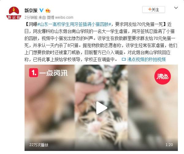 高校学生用牙签插满小猫四肢 要求网友给钱免猫一死