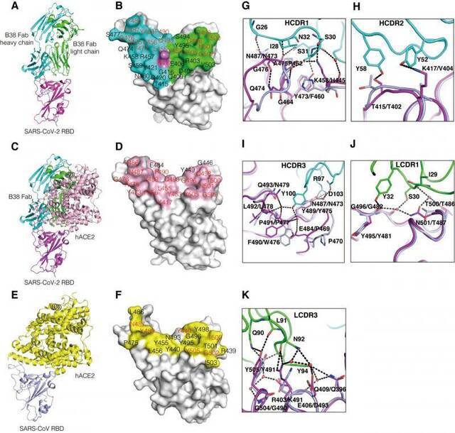 《科学》杂志：高福等学者发现2种阻断新冠与受体结合的抗体