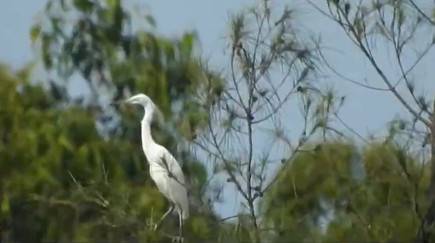 广东湛江首次影像记录到珍稀水鸟黄嘴白鹭