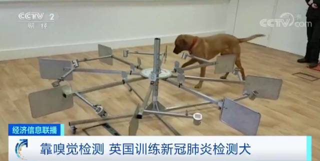 狗能嗅出新冠病毒？这个国家豪掷430万元，训练医疗检测犬