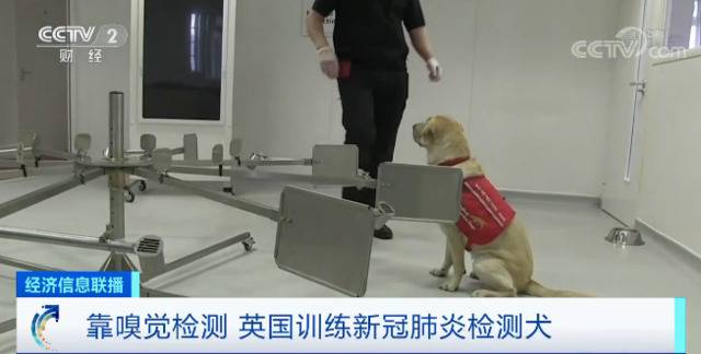 狗能嗅出新冠病毒？这个国家豪掷430万元，训练医疗检测犬