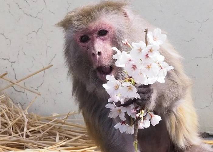 日本京都市动物园雌性猕猴“勤子”迎来42岁生日为全球最高龄人工饲养猕猴
